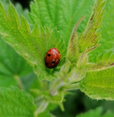 Coccinella septempunctata