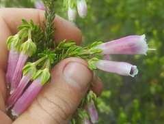 Erica diaphana
