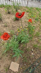 Papaver rhoeas