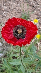 Papaver rhoeas