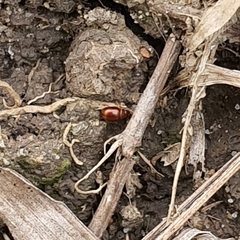 Insecta
