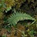 Dryopteris subatrata - Photo (c) Jacy Chen, some rights reserved (CC BY), uploaded by Jacy Chen
