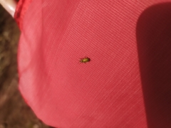 Polydrusus formosus