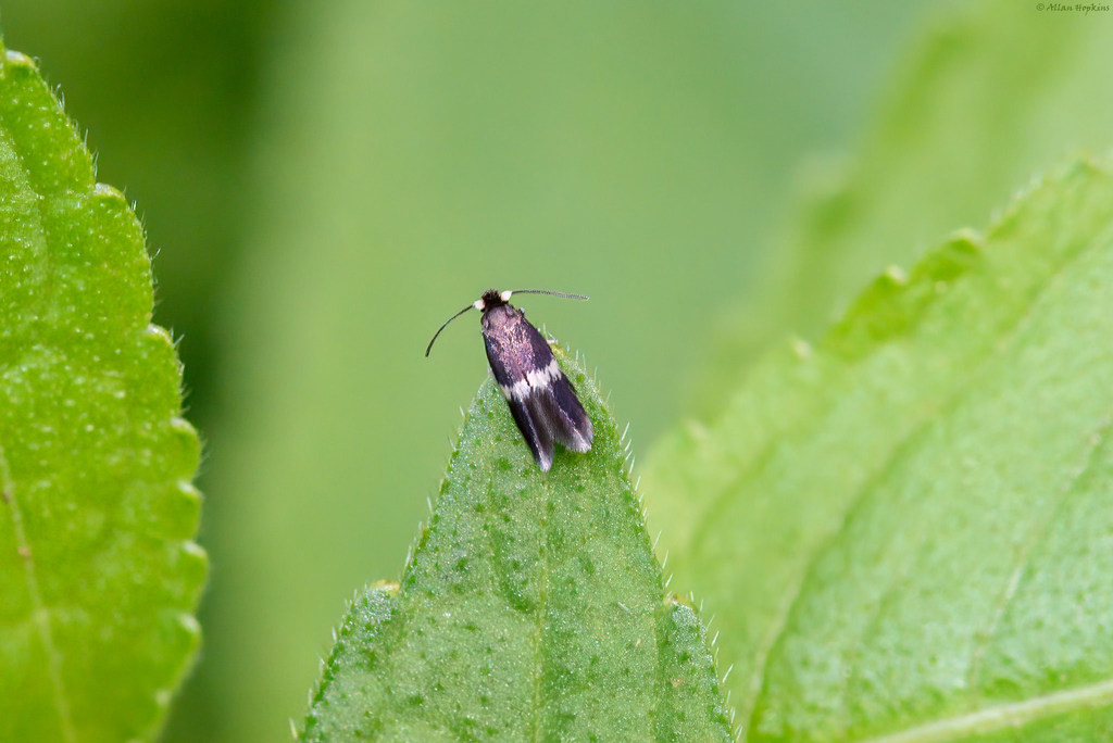 Barred Sycamore Pigmy