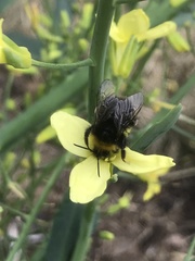 Bombus pratorum