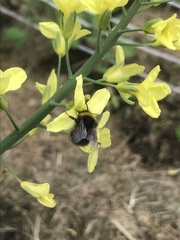 Bombus pratorum