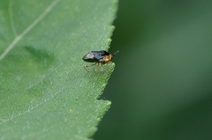 Geocoris varius