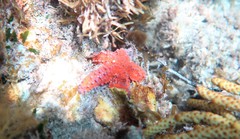 Uniophora
