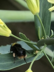 Bombus pratorum