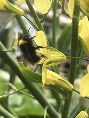 Bombus pratorum