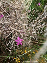 Dianthus pungens