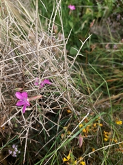 Dianthus pungens