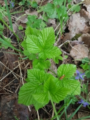 Rubus saxatilis