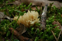Clavulina vinaceocervina