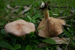 Clitocyboides
