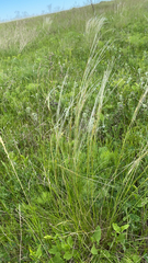 Stipa capillata