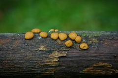 Trichoderma victoriense