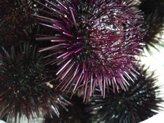 Strongylocentrotidae