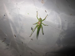 Hexacentrus japonicus