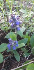 Ajuga genevensis