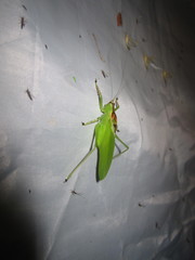 Hexacentrus japonicus