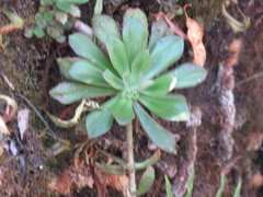 Echeveria nodulosa