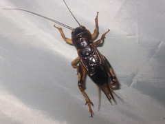 Tarbinskiellus portentosus