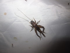 Loxoblemmus appendicularis