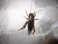 Tarbinskiellus portentosus