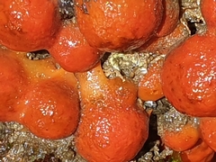 Metandrocarpa