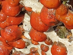 Metandrocarpa