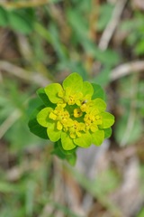 Euphorbia verrucosa