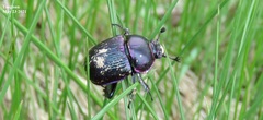 Phelotrupes auratus