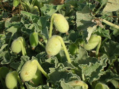 Ecballium elaterium