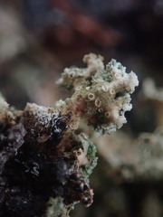 Sticta squamata