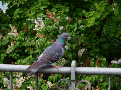 Columba livia domestica