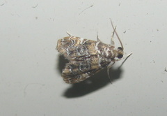 Elophila difflualis