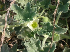 Ecballium elaterium