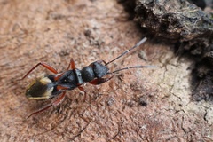 Daerlac cephalotes