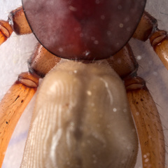 Dysdera crocata