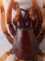 Dysdera crocata