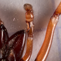 Dysdera crocata