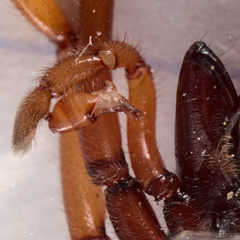 Dysdera crocata