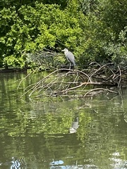 Ardea cinerea