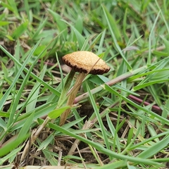 Fungi