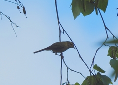 Phylloscopus ibericus