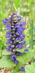 Ajuga reptans