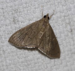 Hyalobathra crenulata