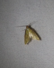 Aeolothapsa malacella