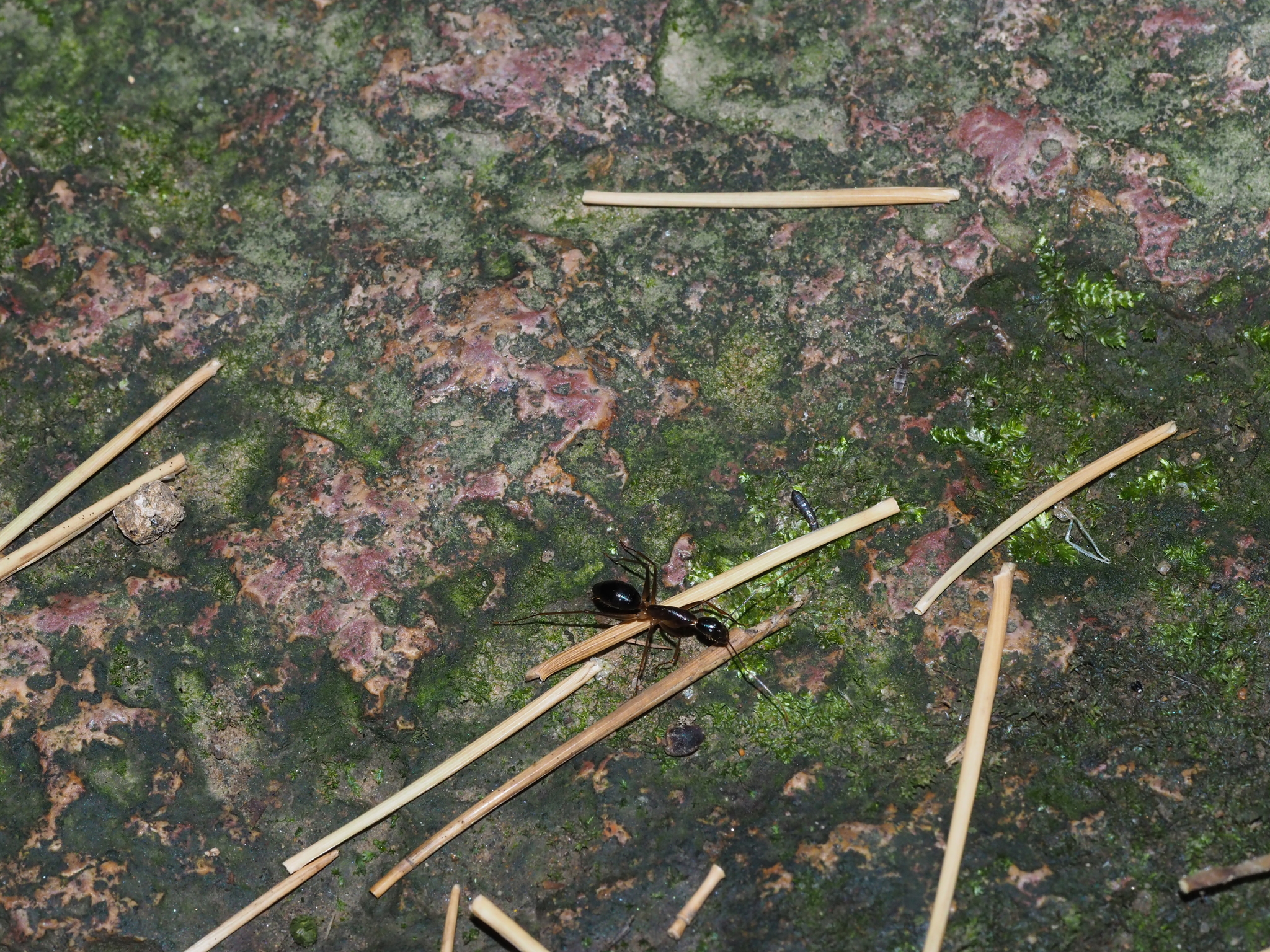 Camponotus pseudoirritans